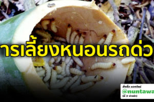การเลี้ยงหนอนรถด่วน