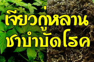 เจียวกู่หลาน ชาบำบัดโรค