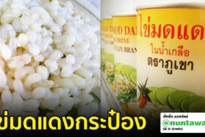 มารู้จักไข่มดแดงสุดอร่อย