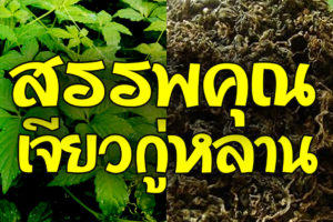 สรรพคุณชาเจียวกู่หลาน
