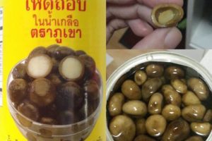 เห็ดถอบกระป๋อง