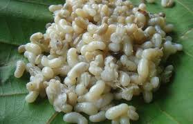 ant eggs menu 4