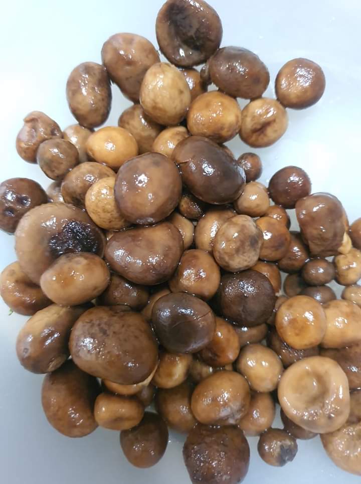canned puff mushroom 240526 1