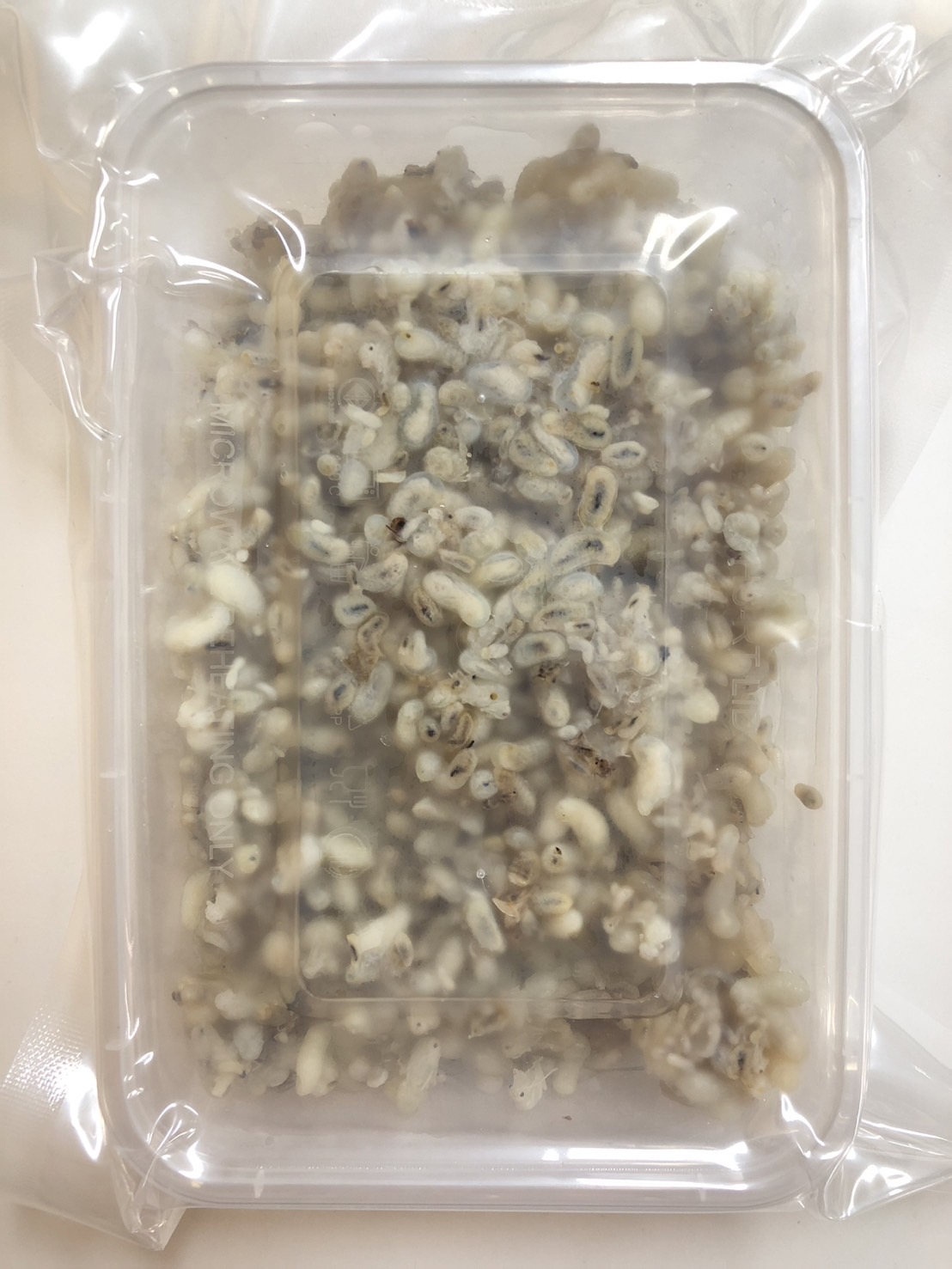 frozen ant eggs 1